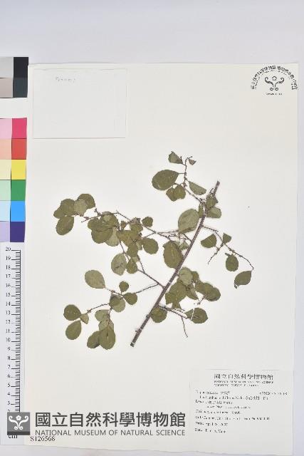 多花油柑、白仔藏品圖，第1張