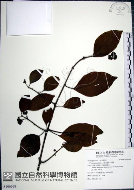 腺果藤、刺藤藏品圖，第1張