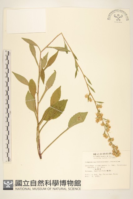 一枝黃花藏品圖，第1張