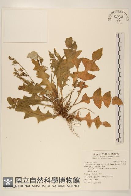 刀傷草藏品圖，第1張