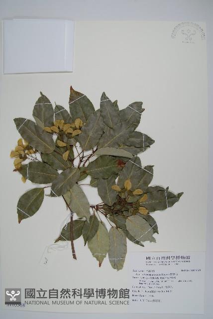 樟葉槭, 飛蛾子樹藏品圖，第1張