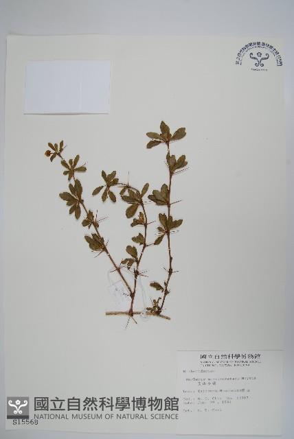 玉山小蘗藏品圖，第1張