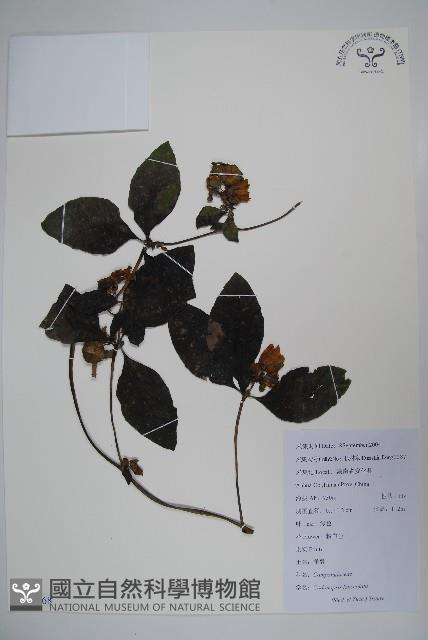 羊乳、四葉參藏品圖，第1張