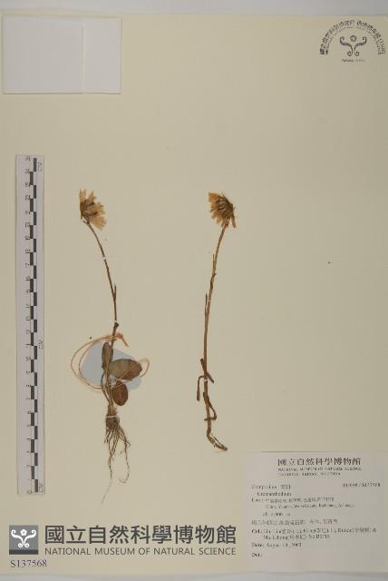 登錄號:S137568藏品圖，第1張