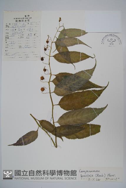 臺灣土黨參藏品圖，第1張