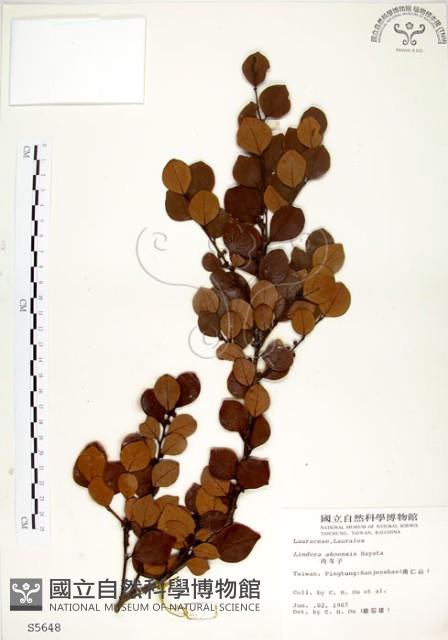 內苳子藏品圖，第1張