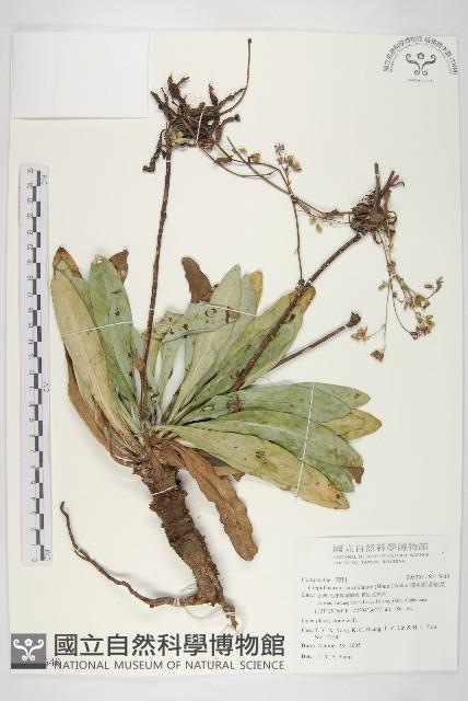 細葉假黃鵪菜藏品圖，第1張