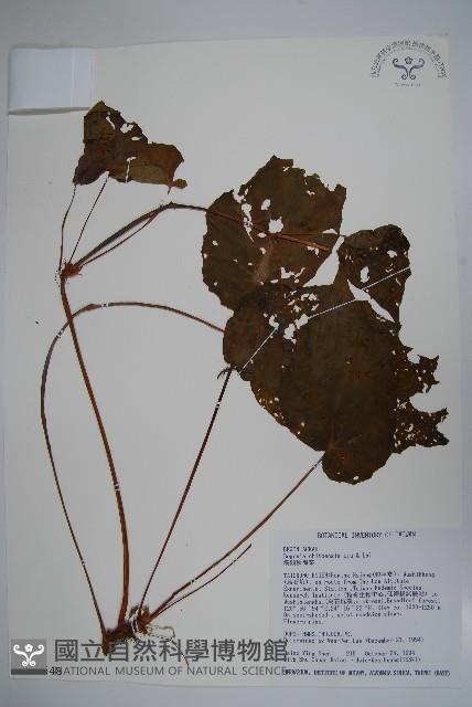 溪頭秋海棠藏品圖，第1張