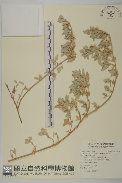 馬氏濱藜藏品圖，第1張