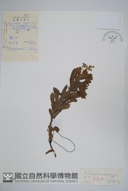 砂引草藏品圖，第1張