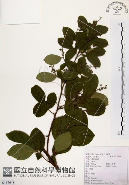 灰木藏品圖，第1張