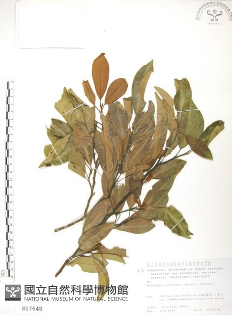 烏心石藏品圖，第1張