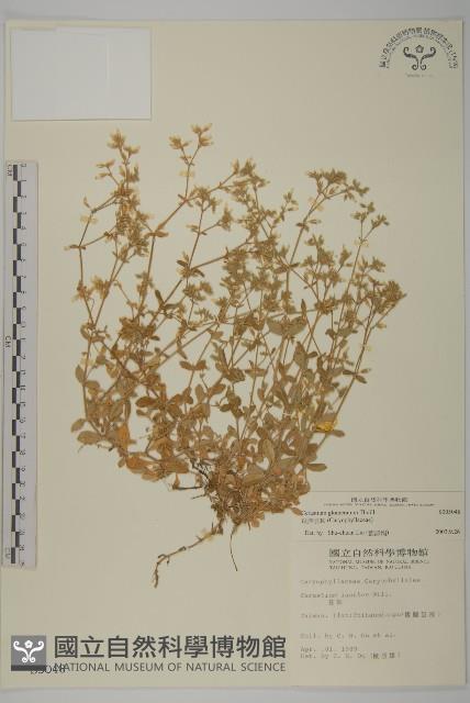 球序卷耳藏品圖，第1張