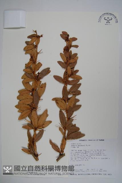 Thin-leaf Barberry Collection Image, Figure 1, Total 2 Figures