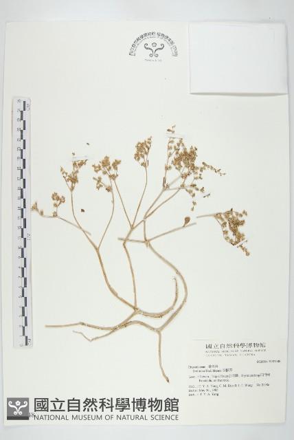 石板菜藏品圖，第1張