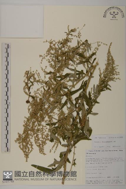 野艾蒿藏品圖，第1張