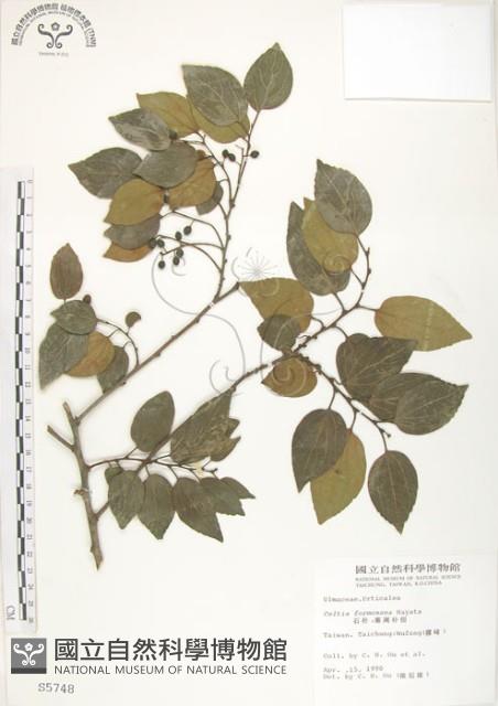 石朴藏品圖，第1張