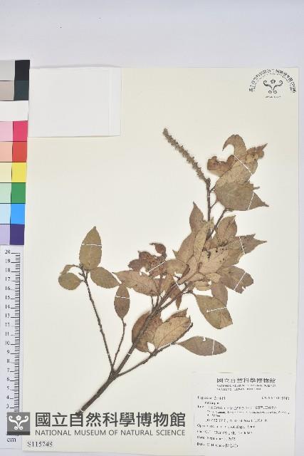 登錄號:S115748藏品圖，第1張