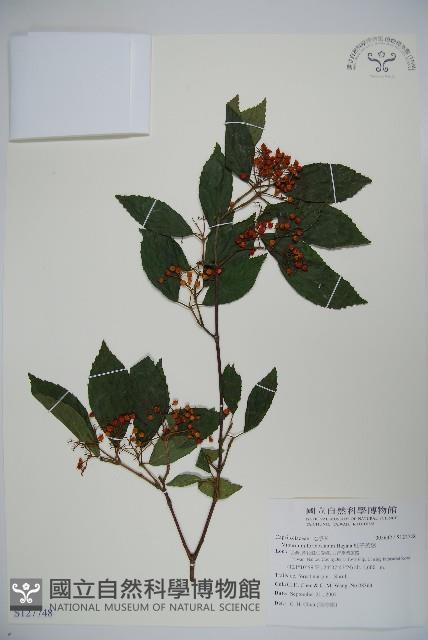 紅子莢迷藏品圖，第1張