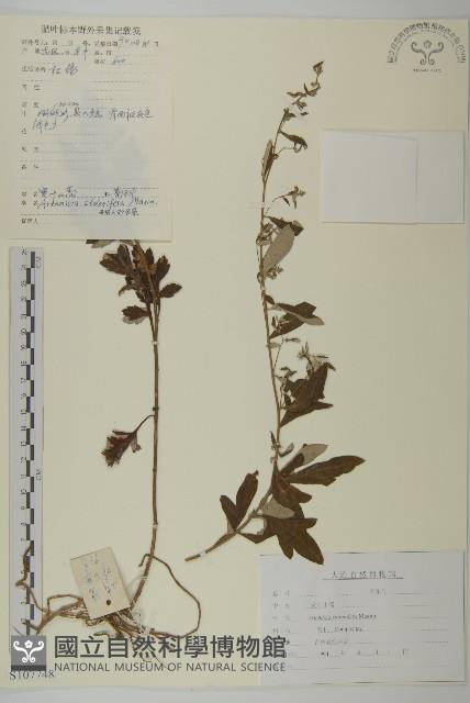 寬葉山蒿藏品圖，第1張