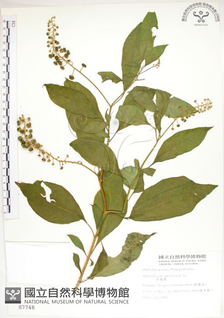 美洲商陸藏品圖，第1張