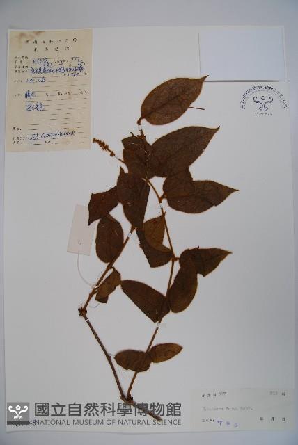 登錄號:S037748藏品圖，第1張