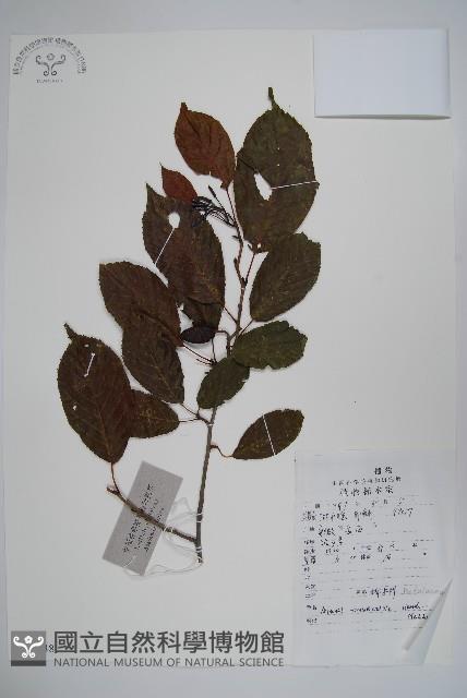 江南榿木藏品圖，第1張