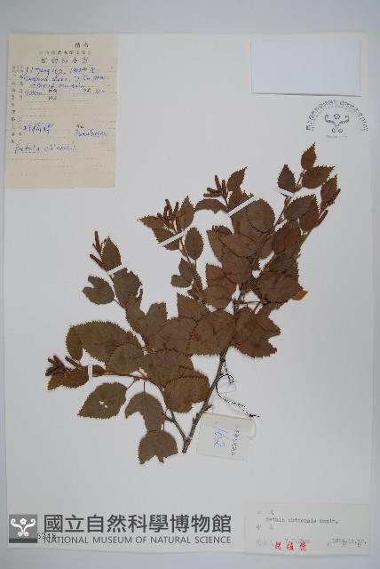 堅樺藏品圖，第1張