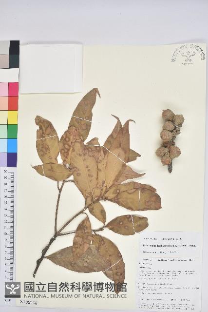 滇石櫟藏品圖，第1張