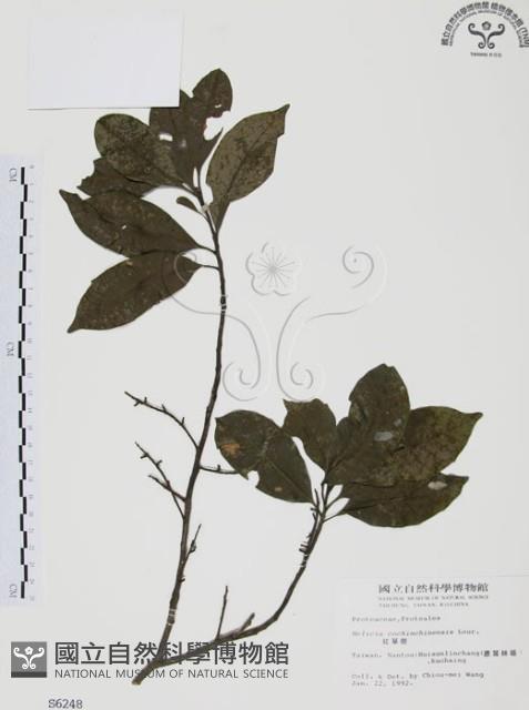 Red-leaved Helicia Collection Image