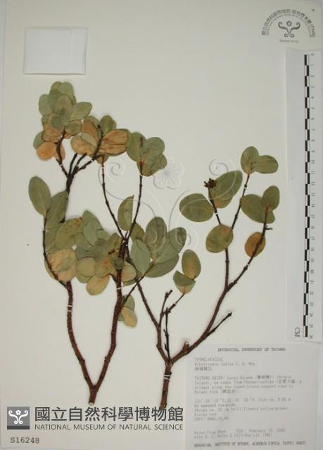 南嶺蕘花藏品圖，第1張