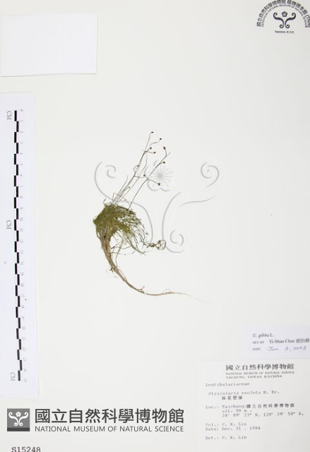 絲葉狸藻藏品圖，第1張