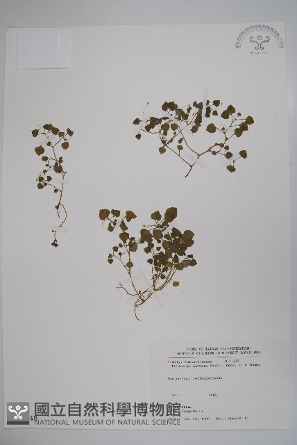 山桔梗藏品圖，第1張