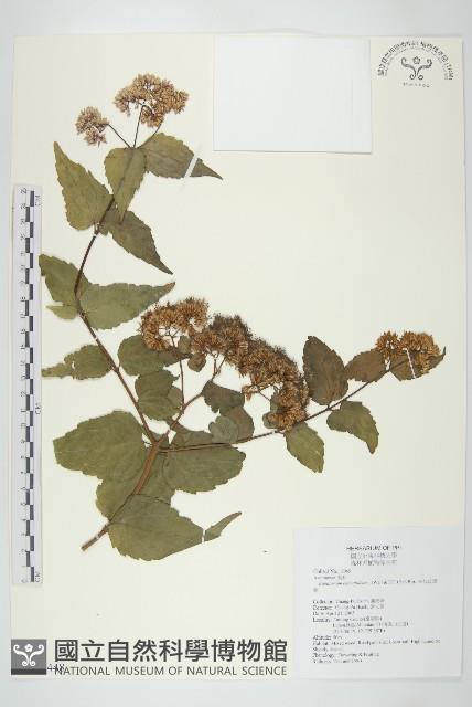 田代氏澤蘭藏品圖，第1張