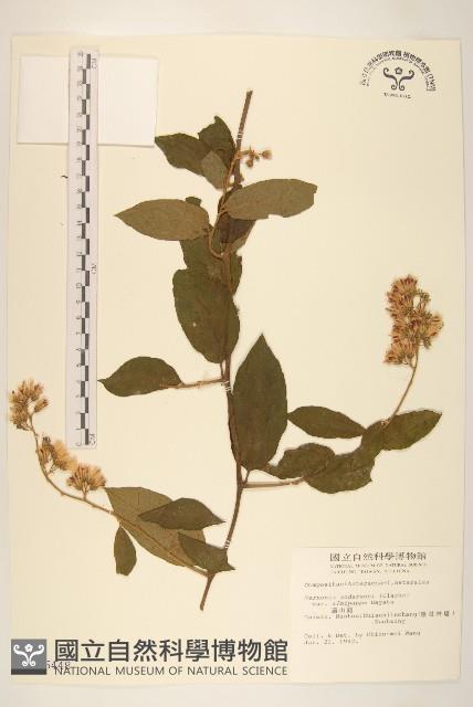 過山龍藏品圖，第1張