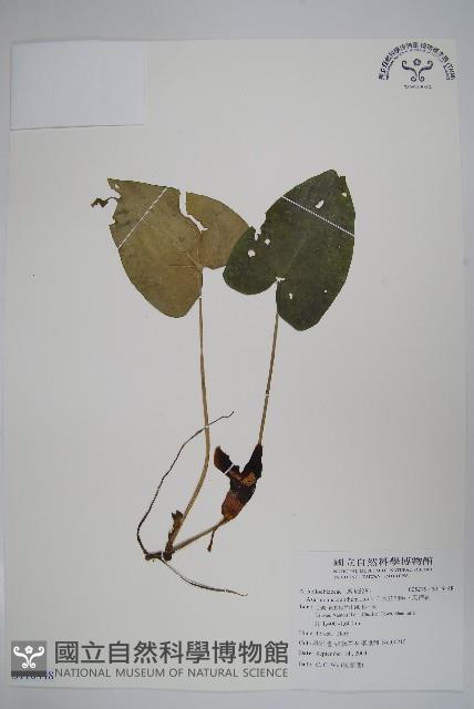 大花細辛、馬蹄香藏品圖，第1張