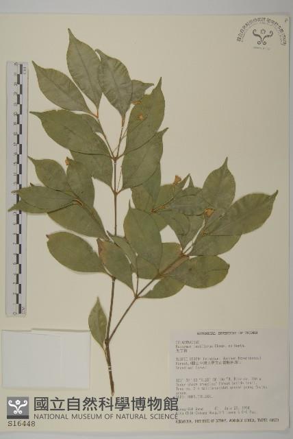 大丁黃藏品圖，第1張