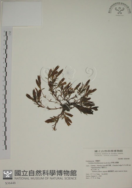 伊澤山龍膽藏品圖，第1張