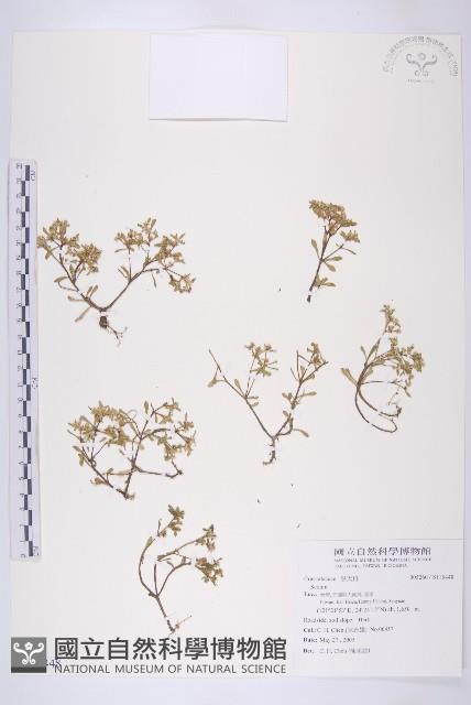 登錄號:S115448藏品圖，第1張