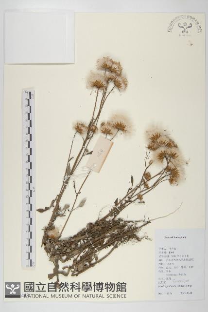 泥胡菜藏品圖，第1張