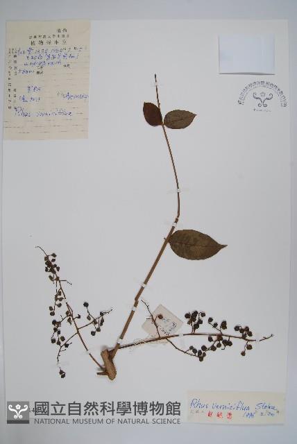 漆樹藏品圖，第1張