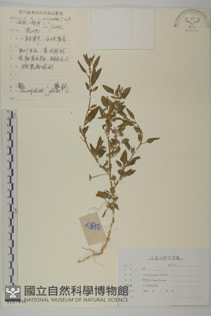 藜、灰藜藏品圖，第1張