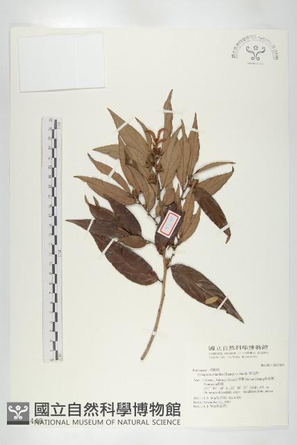 軟毛柿藏品圖，第1張