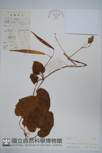 牛皮消藏品圖，第1張