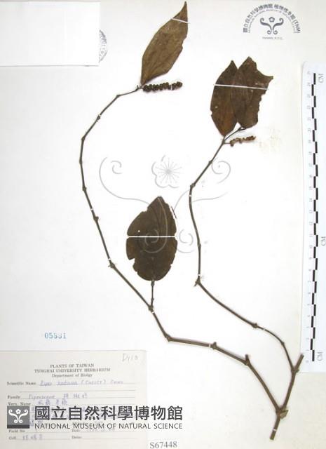 風藤藏品圖，第1張