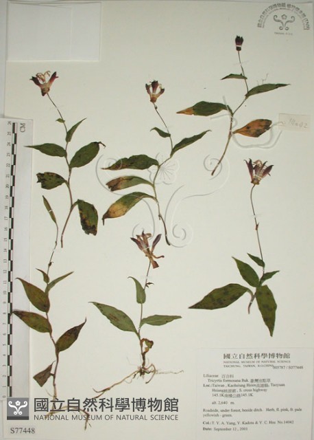 臺灣油點草藏品圖，第1張