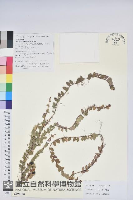 銅錢葉白珠藏品圖，第1張