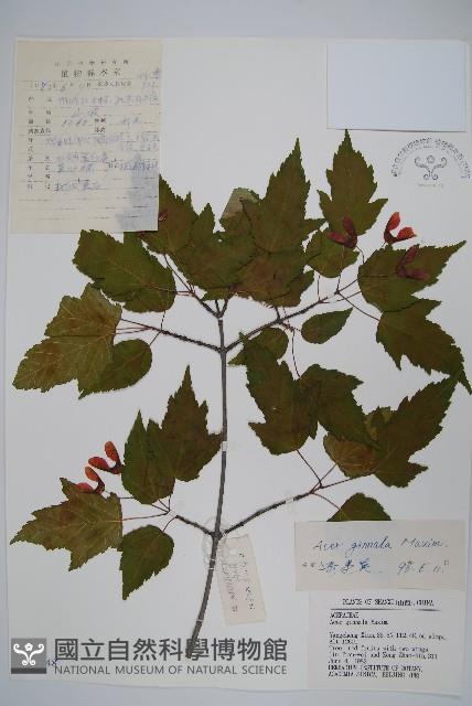 華北茶條槭藏品圖，第1張