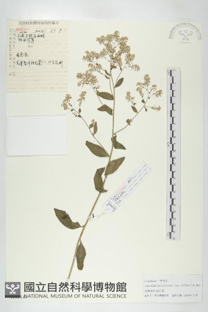 光果寬葉獨行菜藏品圖，第1張