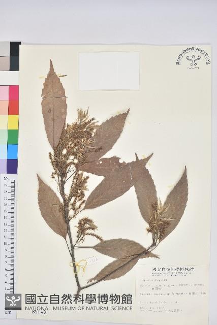 青剛櫟、鐵椆藏品圖，第1張